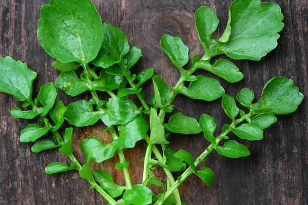 Tere Otu Faydaları Nelerdir? Tere Otu Nasıl Tüketilir?